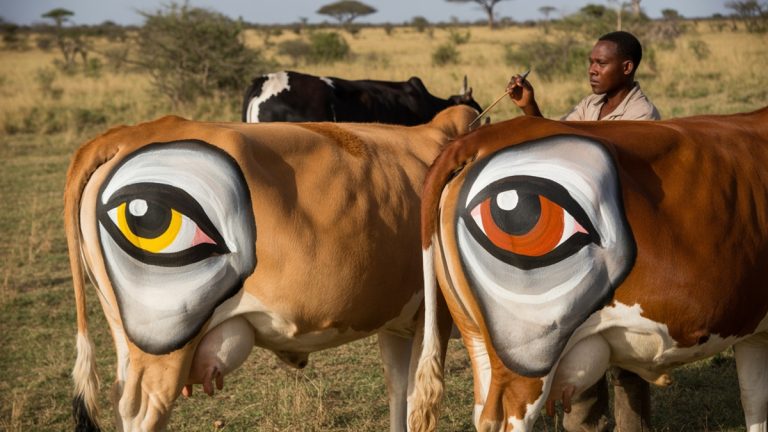 Aufgemalte Augen auf einer Kuh, um Raubtiere abzuschrecken